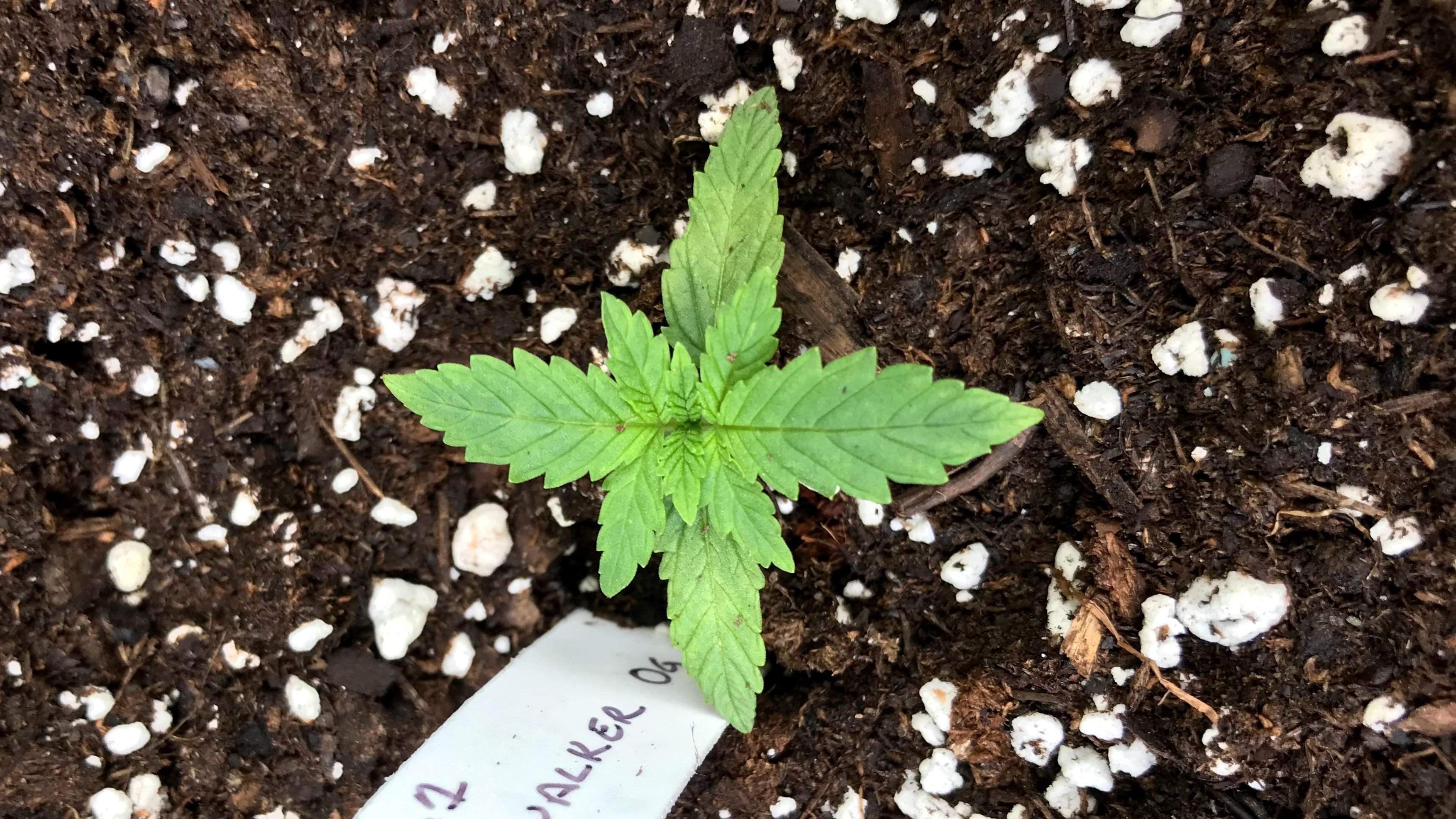 Cannabis Growing 101: Equipment, Germination, & Seedling Care