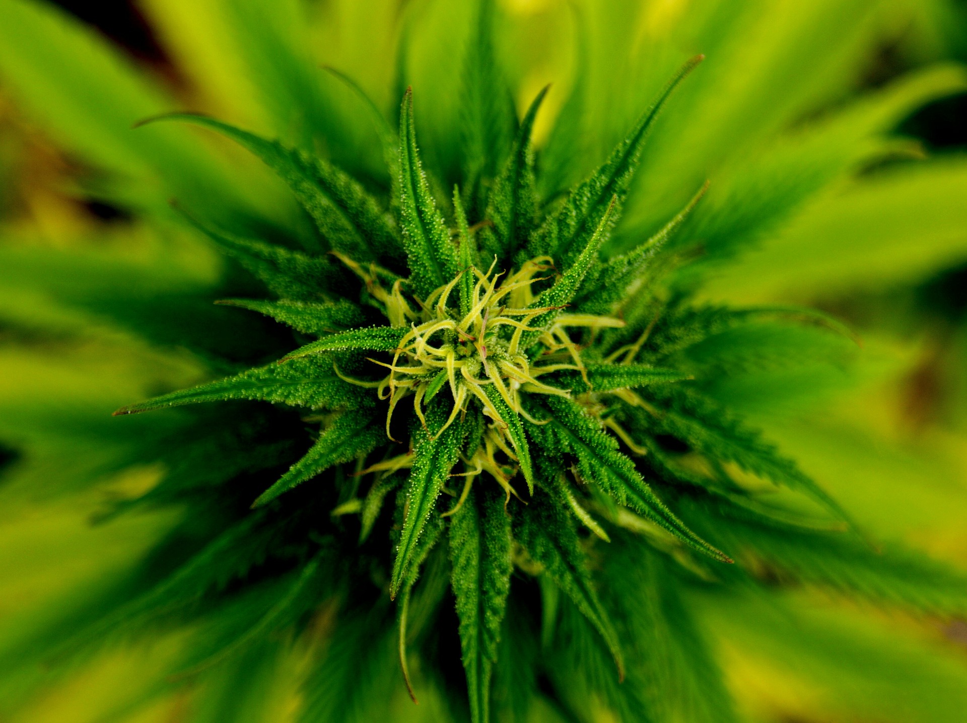 From Seed to Weed: Cannabis Growing 101