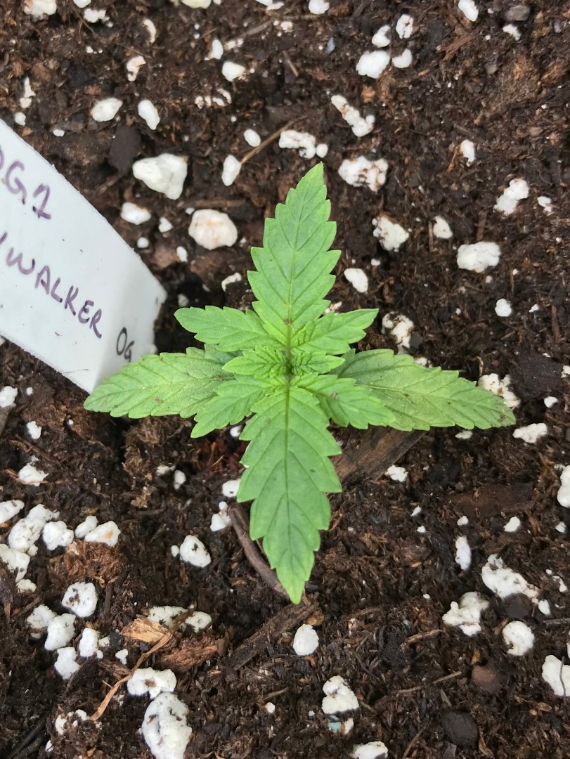 Cannabis Growing 101: Equipment, setup, seed germination & seedling care